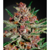 Bubba Kush  Fem. Green House Seeds