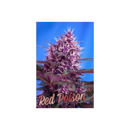 AUTO RED POISON SWEET SEEDS