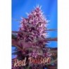 AUTO RED POISON SWEET SEEDS