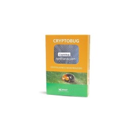 Cryptobug 500 Koppert