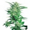 Big Bud  Fem. Sensi Seeds